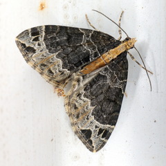 Ecliptopera capitata