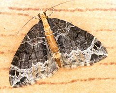 Ecliptopera capitata