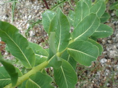 Helioscopia