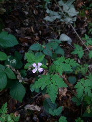 Geranium robertianum