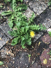 Taraxacum officinale