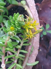 Sedum × luteoviride