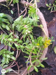 Sedum × luteoviride