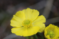 Ranunculus macauleyi