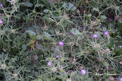 Centaurea × pouzinii