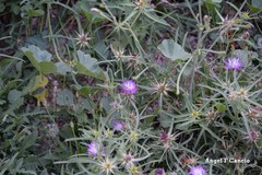 Centaurea × pouzinii