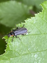 Cantharis obscura