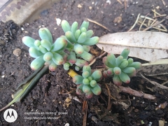 Sedum pachyphyllum
