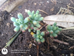 Sedum pachyphyllum