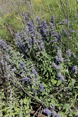 Nepeta curviflora
