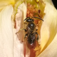 Macropis