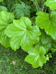 Tiarella stolonifera