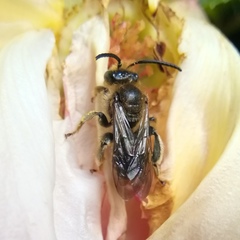 Macropis