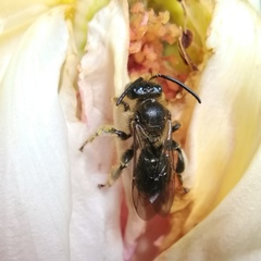 Macropis