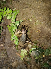 Carabus nankotaizanus