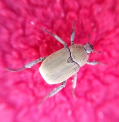 Hoplia parvula