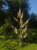 Upright Brome - Photo (c) Matthieu Gauvain, some rights reserved (CC BY-NC), uploaded by Matthieu Gauvain