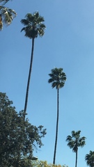 Arecaceae