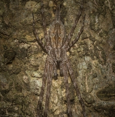 Tamopsis fickerti
