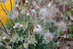 Pulsatilla vulgaris