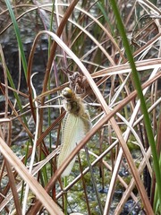 Libellula quadrimaculata