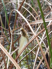 Libellula quadrimaculata