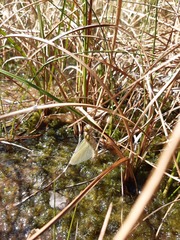 Libellula quadrimaculata