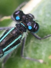 Ischnura elegans