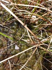 Libellula quadrimaculata