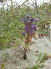 Phelipanche arenaria