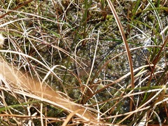 Libellula quadrimaculata