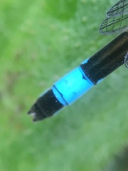 Ischnura elegans