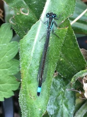 Ischnura elegans