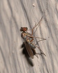 Medeterinae