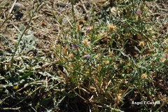 Centaurea × pouzinii