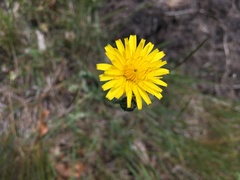 Leontodon saxatilis saxatilis