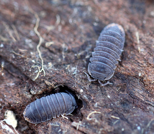 Bethalus limbatus