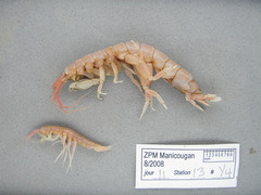 Wimvadocus torelli
