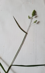 Dactylis glomerata lobata