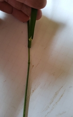 Dactylis glomerata lobata