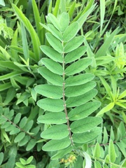 Astragalus canadensis