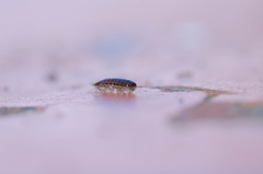 Chaetophiloscia elongata