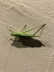 Euconocephalus varius