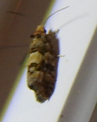 Eucopina tocullionana