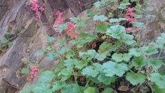 Heuchera sanguinea