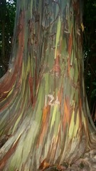 Eucalyptus deglupta