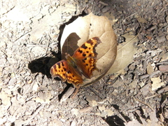 Polygonia satyrus