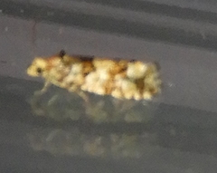 Eucopina tocullionana