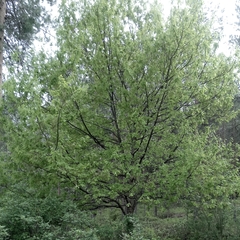 Quercus robur