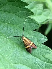 Nemophora degeerella
